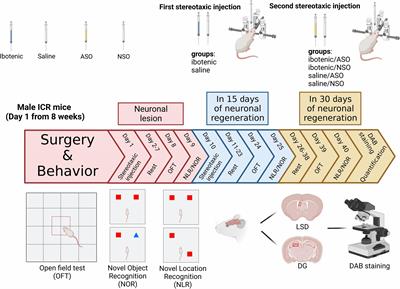 Lateral septal nucleus, dorsal part, and dentate gyrus are necessary for spatial and object recognition memory, respectively, in mice